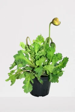 Vaste Planten|Ecocheques|ohgreen Rode klaproos p14