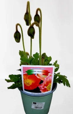 Vaste Planten|Ecocheques|ohgreen Rode klaproos p14