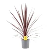 Mediterrane Planten|Ecocheques|ohgreen Rode koolpalm
