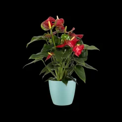 Ecocheques|Potten En Vazen|ohgreen Rond 16cm