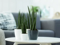 Ecocheques|Potten En Vazen|ohgreen Rond 9,5cm