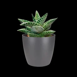 Ecocheques|Potten En Vazen|ohgreen Rond 9,5cm