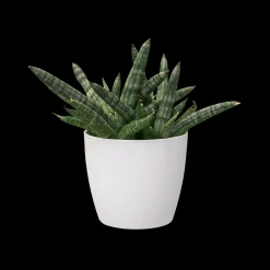 Ecocheques|Potten En Vazen|ohgreen Rond 9,5cm