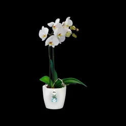 Kunststof|Ecocheques|ohgreen Rond 16cm
