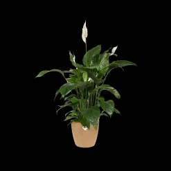Potten En Vazen|Ecocheques|ohgreen Rond 16cm