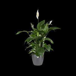 Ecocheques|Potten En Vazen|ohgreen Rond 16cm