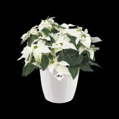 Ecocheques|Potten En Vazen|ohgreen Rond diamond 16cm