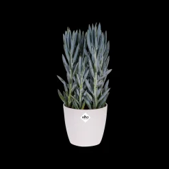 Ecocheques|Potten En Vazen|ohgreen Rond diamond 25cm