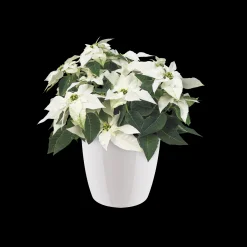 Ecocheques|Potten En Vazen|ohgreen Rond diamond 25cm