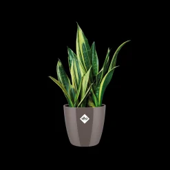 Ecocheques|Potten En Vazen|ohgreen Rond diamond 22cm