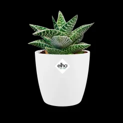 Ecocheques|Potten En Vazen|ohgreen Rond mini 7cm