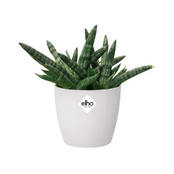 Ecocheques|Potten En Vazen|ohgreen Rond mini 10,5cm