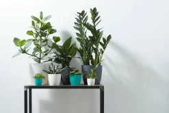 Potten En Vazen|Ecocheques|ohgreen Rond mini 9,5cm