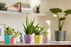 Potten En Vazen|Ecocheques|ohgreen Rond mini 9,5cm