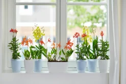 Ecocheques|Potten En Vazen|ohgreen Rond orchidee 12,5cm