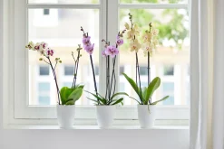 Ecocheques|Potten En Vazen|ohgreen Rond orchidee 12,5cm