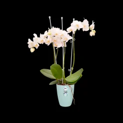 Ecocheques|Potten En Vazen|ohgreen Rond orchidee 12,5cm