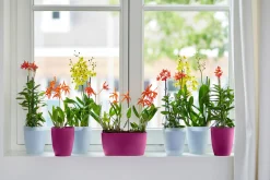 Ecocheques|Potten En Vazen|ohgreen Rond orchidee 12,5cm