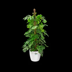 Ecocheques|Potten En Vazen|ohgreen Rond wielen 47cm