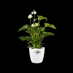 Ecocheques|Potten En Vazen|ohgreen Rond wielen 47cm