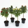 Struiken|Ecocheques|ohgreen Roos mini-stam in soorten p19