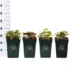 Struiken|Ecocheques|ohgreen Rosa David Austin