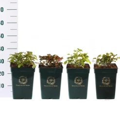 Struiken|Ecocheques|ohgreen Rosa David Austin