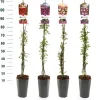 Struiken|Ecocheques|ohgreen Rosa mix