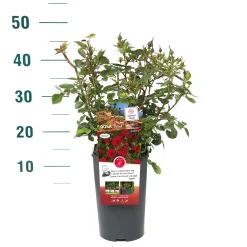 Struiken|Ecocheques|ohgreen Rosa 'Rose Gaujard'