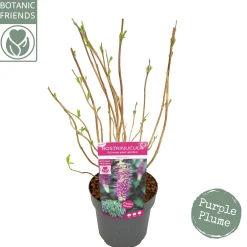 Struiken|Ecocheques|ohgreen Rostrinucula dependens ( Hangende buddleja -