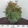 Struiken|Ecocheques|ohgreen Rotsheide p19