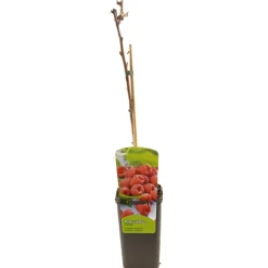 Ecocheques|Fruitbomen|ohgreen Rubus idaeus heritage