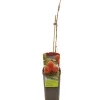 Ecocheques|Fruitbomen|ohgreen Rubus idaeus malling promise