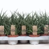 Cactus - Succulent - Sanseveria|Ecocheques|ohgreen Sansevieria ( Vrouwentong )