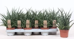 Cactus - Succulent - Sanseveria|Ecocheques|ohgreen Sansevieria ( Vrouwentong )