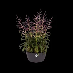 Ecocheques|Potten En Vazen|ohgreen Schaal 23cm