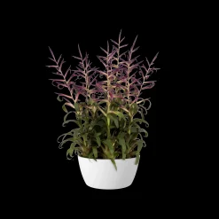 Ecocheques|Potten En Vazen|ohgreen Schaal 23cm