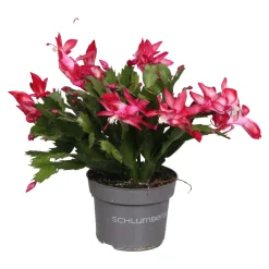 Bloeiende Planten|Ecocheques|ohgreen Schlumbergera rood ( Lidcactus )