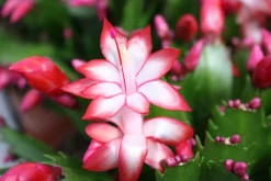 Bloeiende Planten|Ecocheques|ohgreen Schlumbergera rood ( Lidcactus )