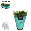 Bloeiende Planten|Ecocheques|ohgreen Schlumbergera wit