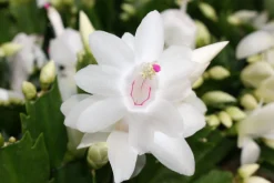 Bloeiende Planten|Ecocheques|ohgreen Schlumbergera wit