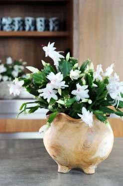 Bloeiende Planten|Ecocheques|ohgreen Schlumbergera wit