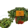 Groene Planten|Ecocheques|ohgreen Sedum Tornado