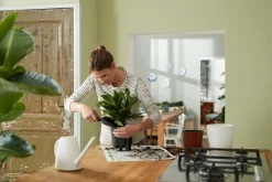 Bewatering|Ecocheques|ohgreen SELF-WATERING INSERT 21CM LIVING BLACK