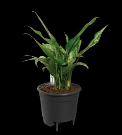 Bewatering|Ecocheques|ohgreen SELF-WATERING INSERT 24CM LIVING BLACK