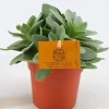 Groene Planten|Ecocheques|ohgreen Senecio cephalo