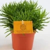 Groene Planten|Ecocheques|ohgreen Senecio Himalaya