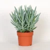 Cactus - Succulent - Sanseveria|Ecocheques|ohgreen Senecio Mount Everest ( Senecio Ficoides )