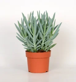 Cactus - Succulent - Sanseveria|Ecocheques|ohgreen Senecio Mount Everest ( Senecio Ficoides )