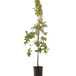 Fruitbomen|Ecocheques|ohgreen Sierappel malus evereste laagstam